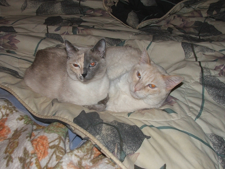 lizzy and cy trying to sleep feb 07.jpg - Kitty's trying to sleep.